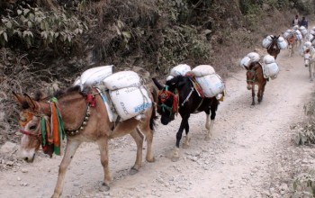 बाढीले सडक भत्किएपछि खच्चडबाट खाद्यान्न ढुवानी
