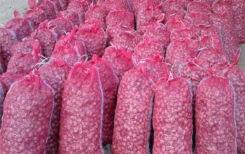 जुम्लामा भण्डारण गरेर राखेको प्याज कुहिने अवस्थामा पुग्यो, बजारीकरण हुन नसक्दा किसान चिन्तित