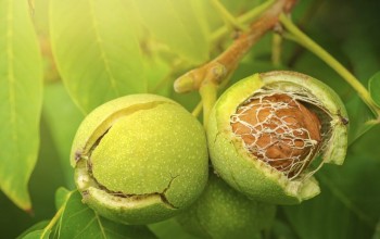 बाँझो जमिनमा उन्नत जातको ओखरखेती शुरु