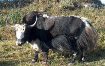 सीमानाका बन्द हुँदा याकका सङ्ख्यामा वृद्धि