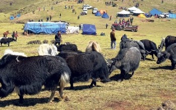 चीनतर्फको नाका बन्दले निर्यात हुन छाडेपछि याक गोठ थपिँदै