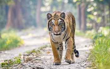 राप्तीपारी पुनः पाटेबाघ देखियो, स्थानीयबासी त्रसिद