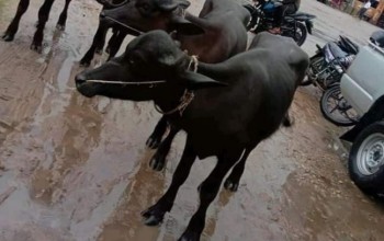 भारतबाट ल्याइएको ४ वटा अबैध राँगा प्रहरी नियन्त्रणमा