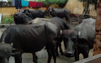 अबैध राँगा नियन्त्रण