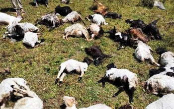 जुम्लामा चट्याङले ४० भेडा मरे ,१५ घाइते