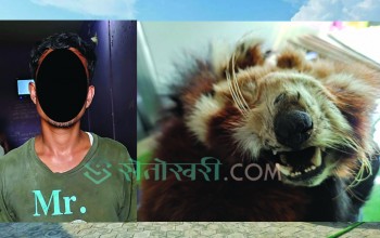 रेडपाण्डाको छालासहित जाजरकोटका सुनार पक्राउ