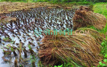 बेमौसमी वर्षाका कारण भोकमरी हुने सम्भावनाः के खाने भन्ने चिन्ता थपियो