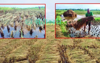 साताभर मनसुनी वायुको प्रभाव, धानमा क्षति पुग्ने सम्भावना
