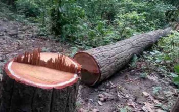 मुग्लिङ–पोखरा सडकखण्ड विस्तारका लागि रूख काट्न सुरु