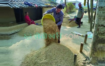 बाँकेमा २५ हजार क्विन्टल धान खरिद गरिदैं