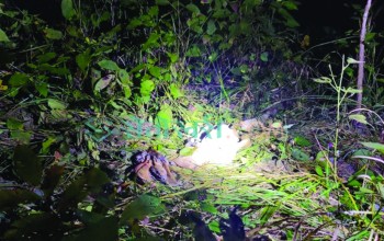 बाँकेको नरैनापुरमा बाघले मान्छे खायो, स्थानीय त्रसित