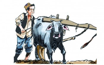 मुक्तहलियाका समस्या सुनुवाइ नभएको गुनासो