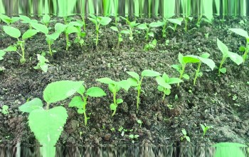 इलाममा उत्पादित किबीको बिरुवा भूटान निर्यात