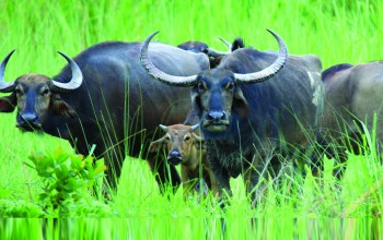 चितवनमा अर्ना बचाउनै मुस्किल