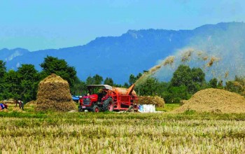 धान पकेट क्षेत्रकै बासिन्दा आयातित चामलमा निर्भर