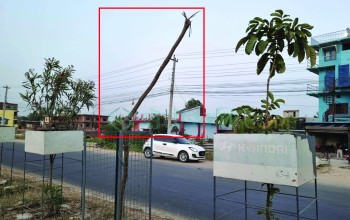 सासंद ईस्तियाक राईको दश हजार विरुवा खोई ?