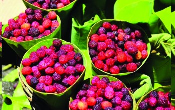 बालबालिकाको आम्दानीको माध्यम बन्दै काफल