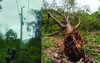 लुम्बिनीमा रुख ढल्दा कर्णालीमा विद्युत् सेवा अवरुद्ध