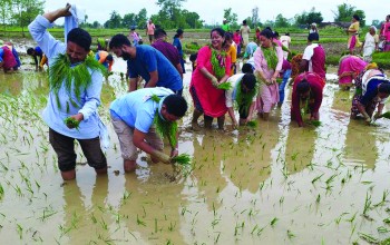 मल र पानीको अभाव : बाँकेमा ३ प्रतिशतमात्र धान रोपाइँ