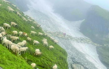 चरनका लागि धवलागिरि आधार शिविर पुगे भेडाका बथान