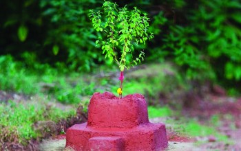 आज हरिशयनी एकादशी, घरघरमा तुलसीको बिरुवा सारिदैं