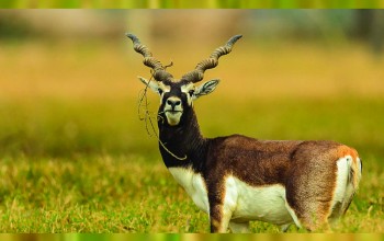 कृष्णसारको बासस्थान बन्दै शुक्लाफाँटा