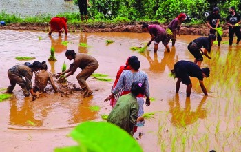 कृषिमा विद्यार्थीको आकर्षण बढ्दो