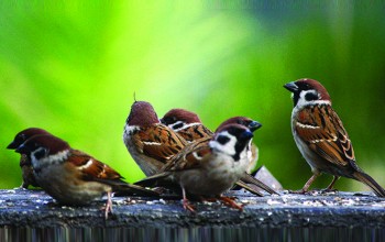कता हराए चिरबिर गर्ने भँगेरा ?