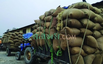 न्यूनतम समर्थन मूल्यमा धान खरिद गर्दै खाद्य