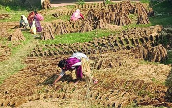 बाँकेका ग्रामीण जनता : खाना पकाउन अझैँ गुइँठाकै भर