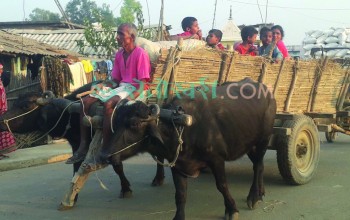 किसानका हरपलको साथी ‘गोरुगाडा’ : खेत, अस्पताल हुँदै विहेमा प्रयोग