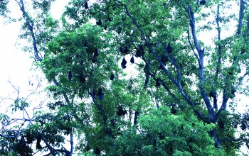 चमेराको जीवनचक्र सङ्कटमा