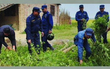 स्थानीयबासीको सहयोगमा प्रहरीद्वारा गाँजा फडानी