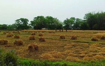बेमौसमी वर्षाले गहुँबालीमा क्षति