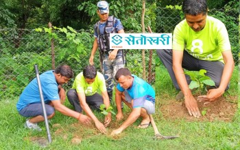 हरित हेमन्तले लगाए कुमुमदेखि कोहलपुरसम्म छहारीका लागि पिपल