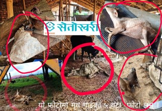 नेपालगन्जमा थुनेर मारिदै छ ‘गौमाता’लाई