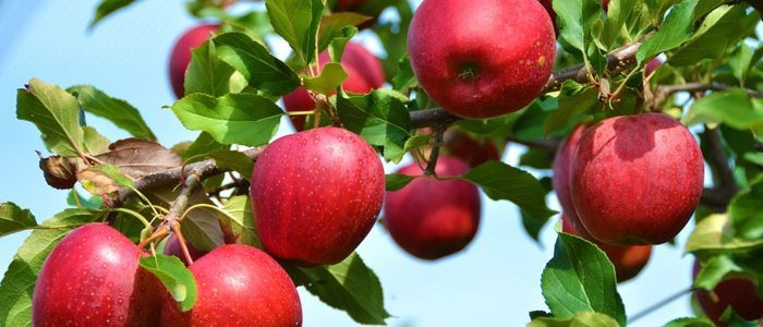 जुम्लाका रसिला स्याउ नेपालगन्जका चोकचोकमा