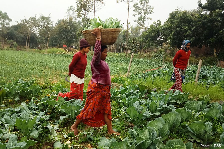 मुग्लानमा रोजगारी गुम्यो, गाउँमा व्यवसाय थालनी