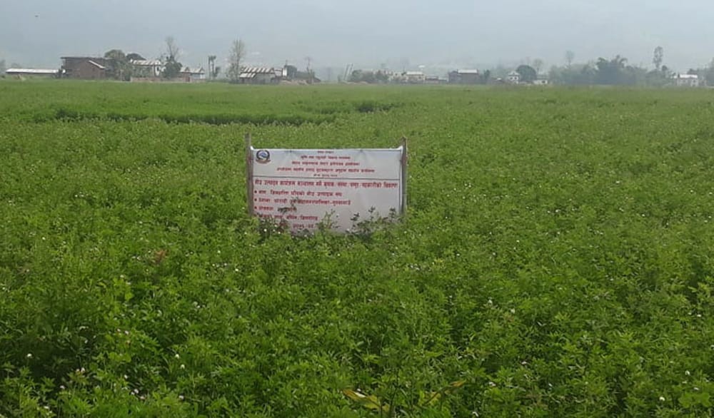 दाङमा वरसिम घाँसखेती गर्दै, आम्दानी बढाउँदै किसान