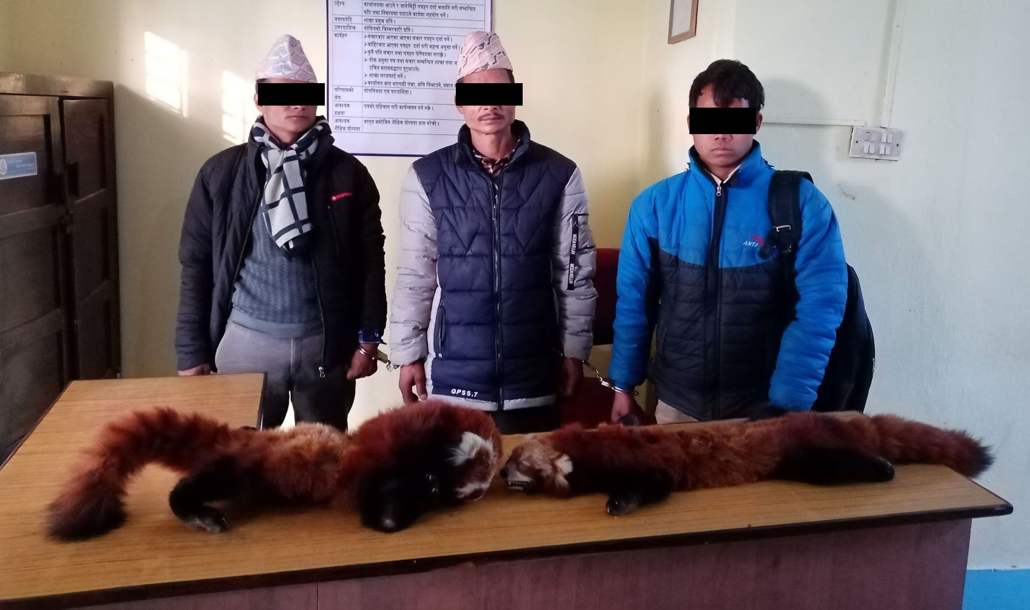 रेड पाण्डाको छालासहित ३ जना पक्राउ
