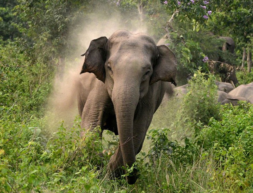 हात्तीको आक्रमणबाट सप्तरीमा किसानको मृत्यु