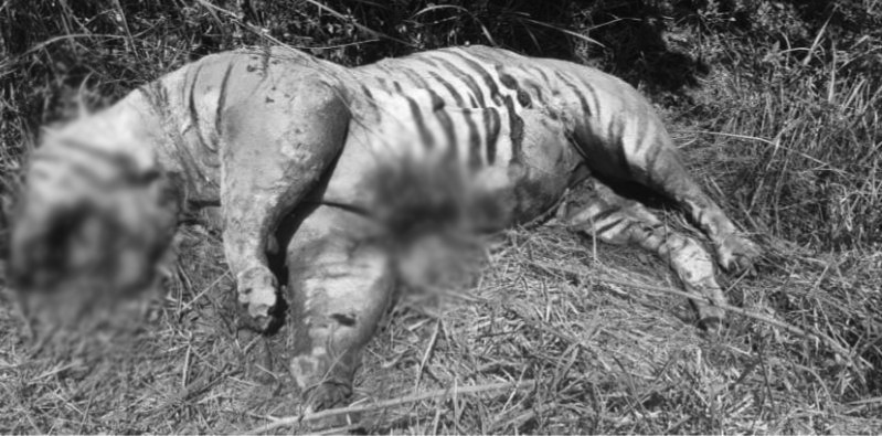 ३ वटा बाघको मृत्युपछि पर्सा राष्ट्रिय निकुञ्जको खोर खाली