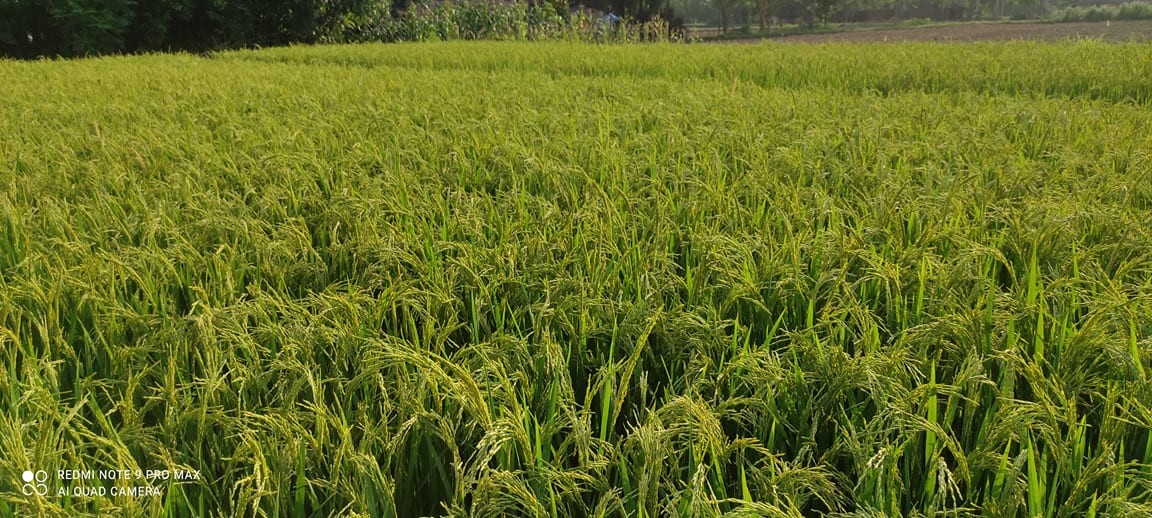 बाँकेमा चैते धानप्रति किसानको बढ्दो आर्कषण, ४० हेक्टर क्षेत्रफलमा गरियो खेती