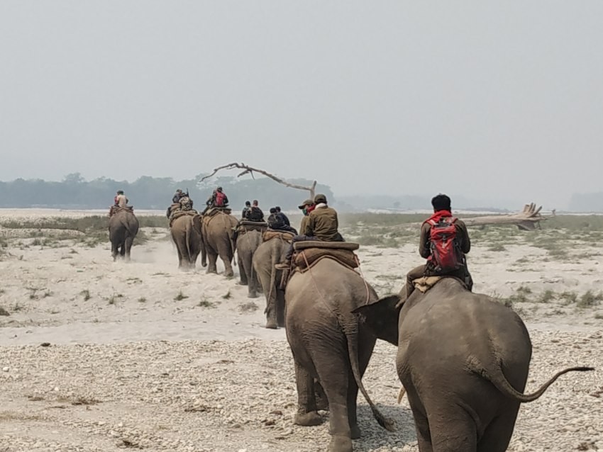 विश्व हात्ती दिवसः वन र वयन्जन्तुको संरक्षण गर्दैछ हात्ती