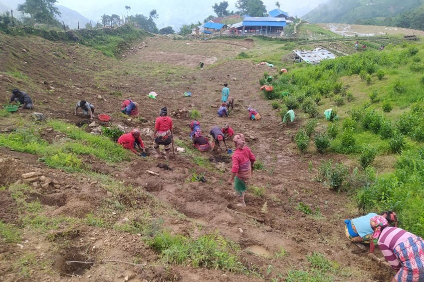 पर्वतको फलामखानीमा अर्गानिक चिया उत्पादन शुरु