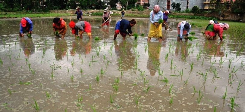 ओखलढुङ्गामा आकाशे पानीका भरमा रोपाइँ