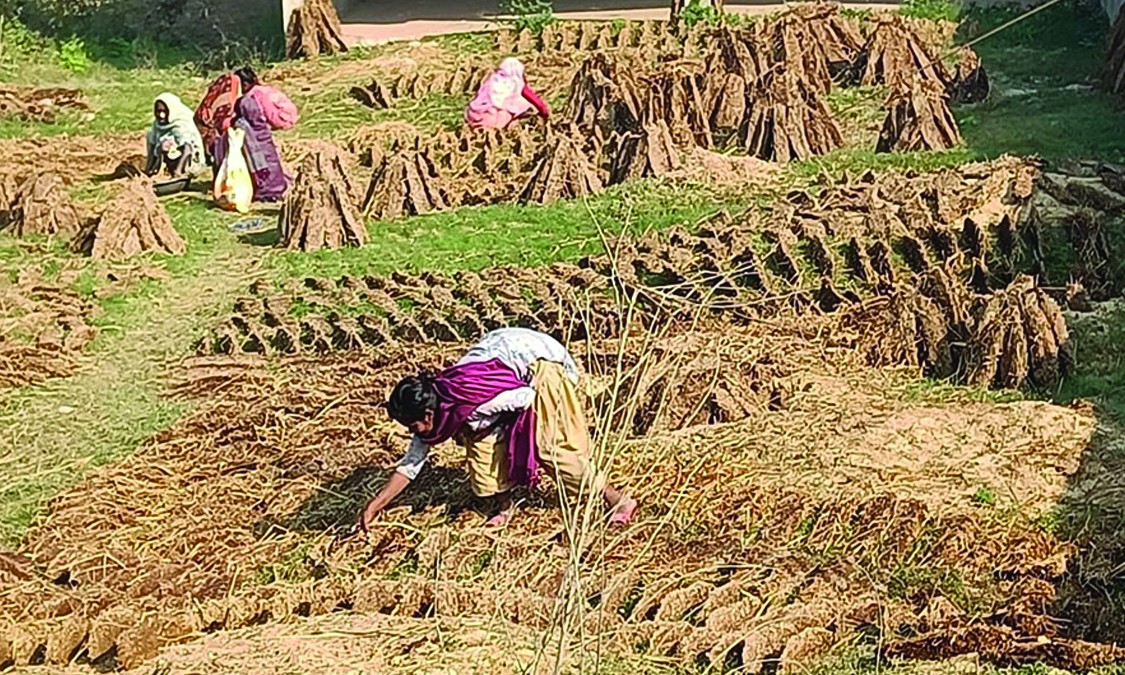 बाँकेका ग्रामीण जनता : खाना पकाउन अझैँ गुइँठाकै भर
