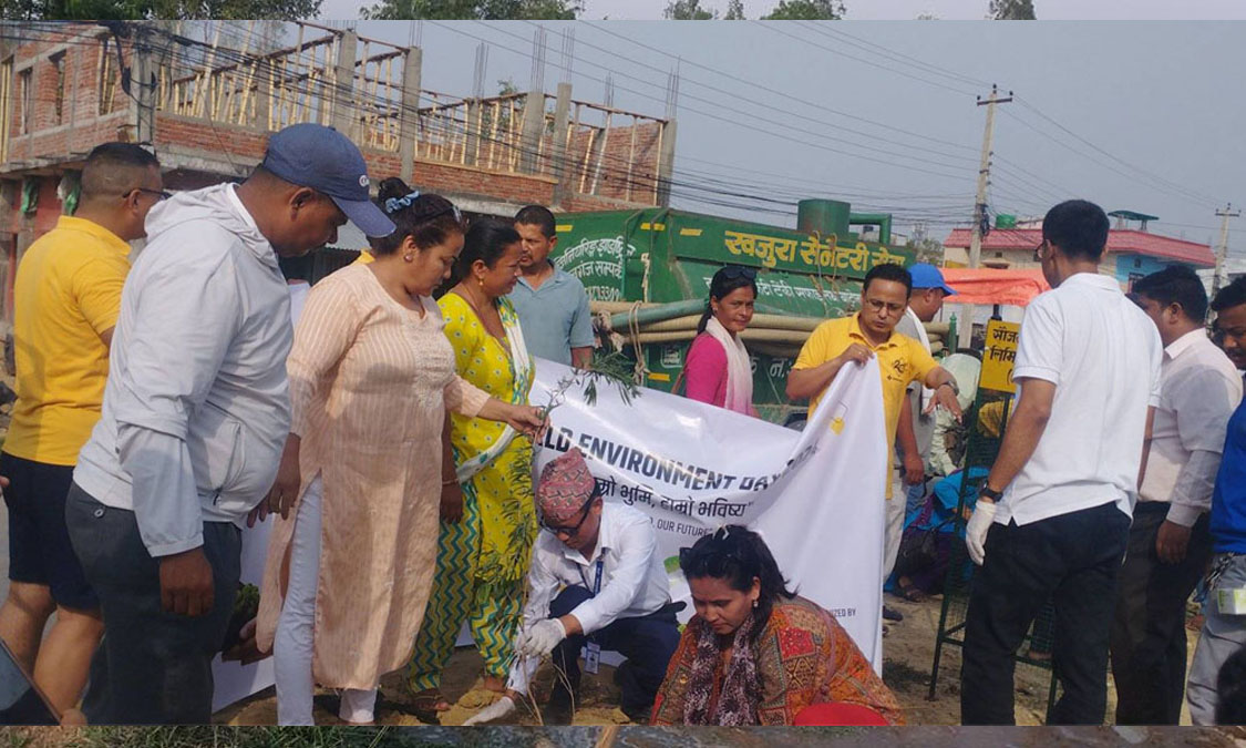 खजुरामा सडकको ग्रीनबेल्टमा वृक्षारोपण