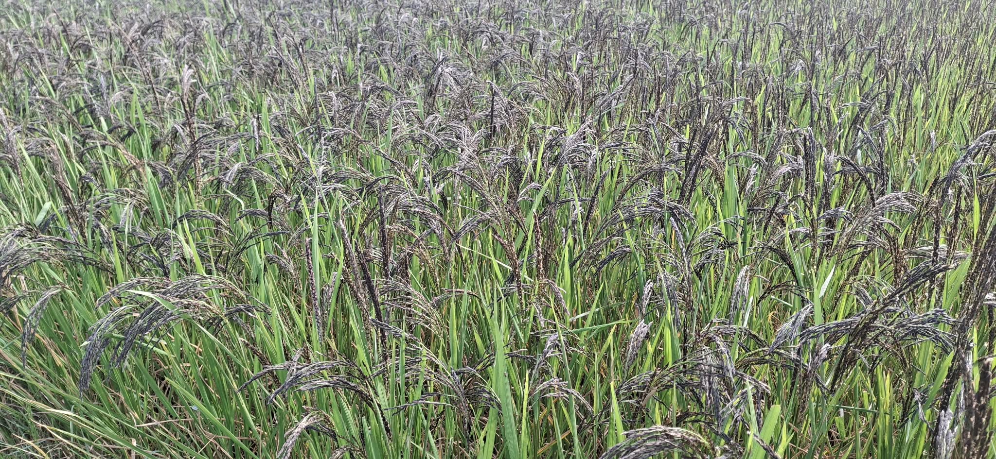 बाँकेका खेतमा सुगन्ध फैलाउँदै ‘कालानमक’